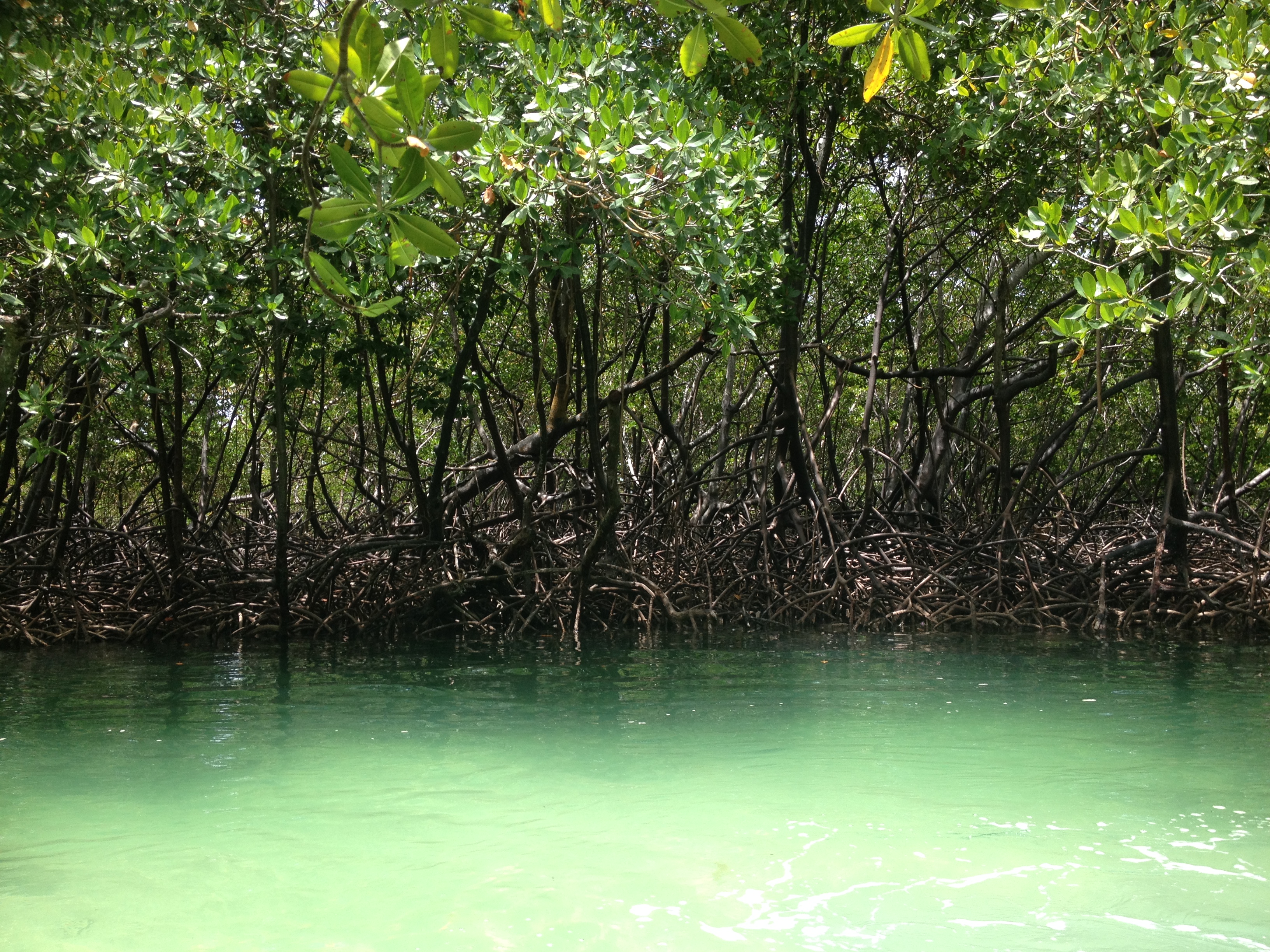 mangrove-forests-culture-mondial